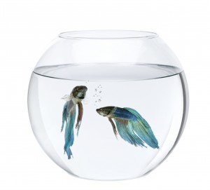 Betta fish